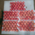 Vendez Yantai Red Red Fuji Apple